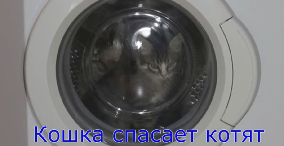 котята в стиральной машине Bosh